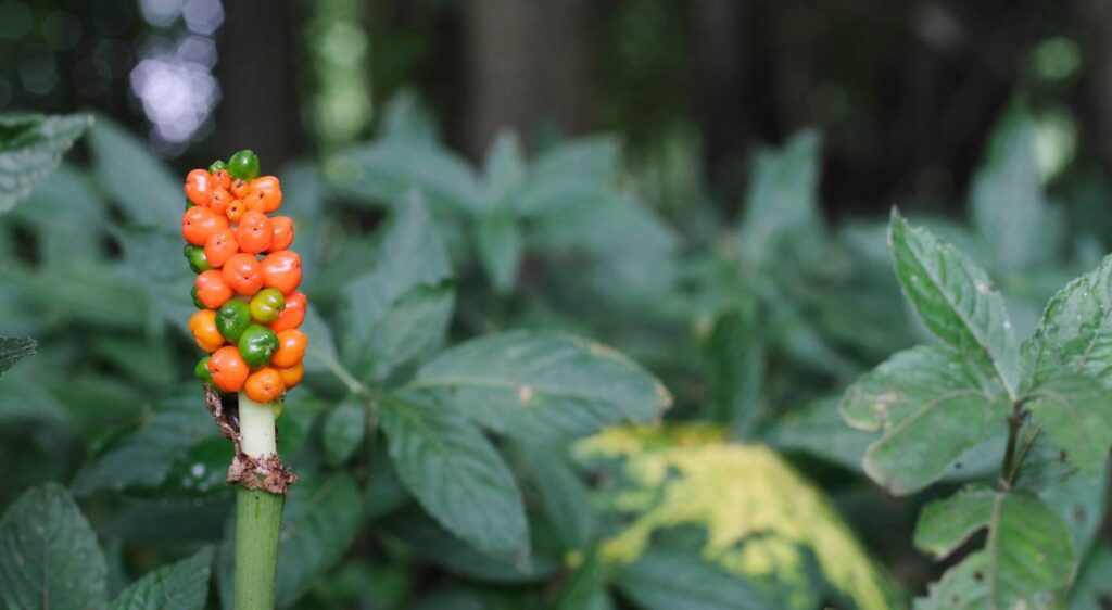 arum sauvage toxique
