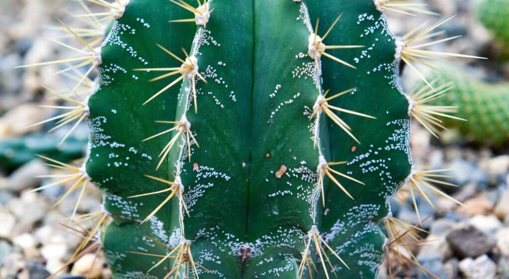 cactus astrophytum ornatum​
