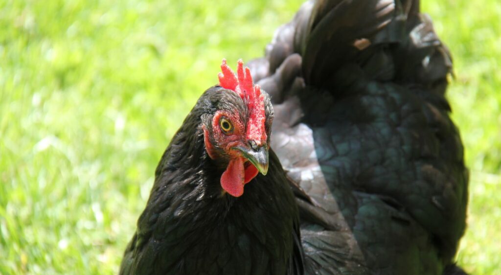australorp