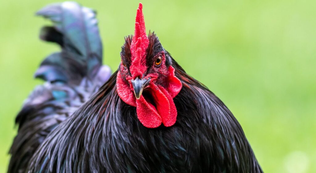 australorp