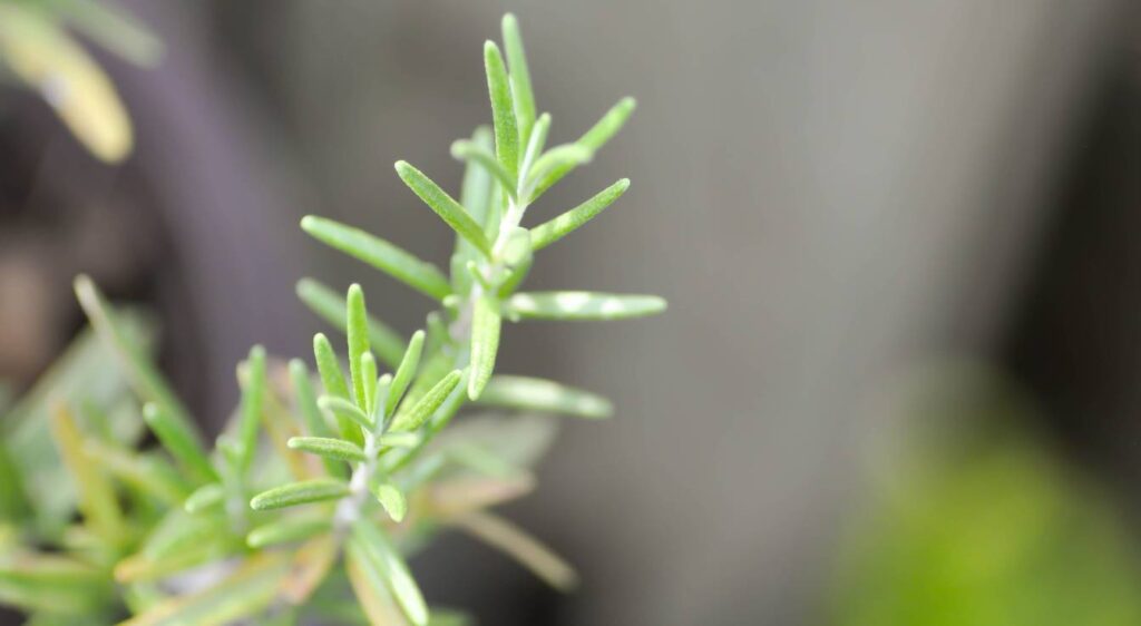 bourgeon de romarin bienfaits