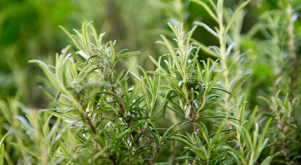 bourgeons de romarin