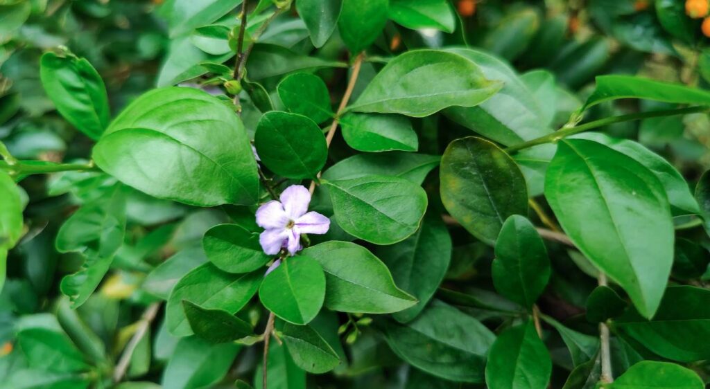 brunfelsia pauciflora