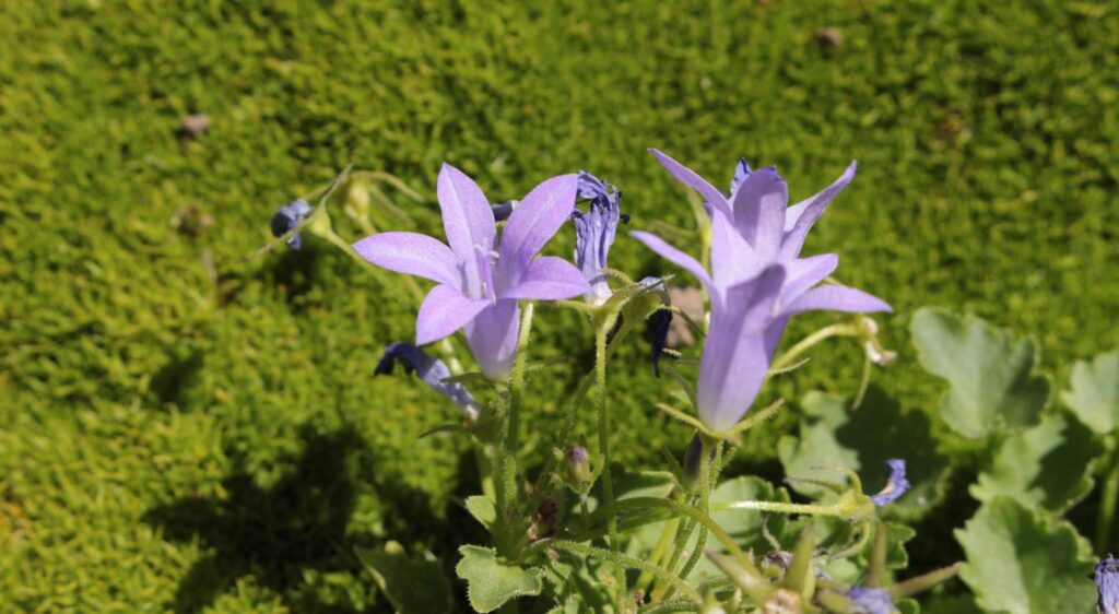 campanula portenschlagiana