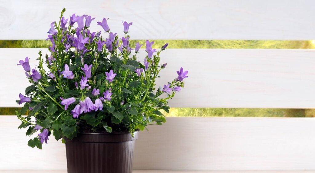 campanula portenschlagiana