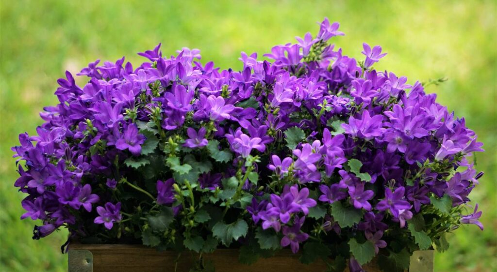 campanula portenschlagiana