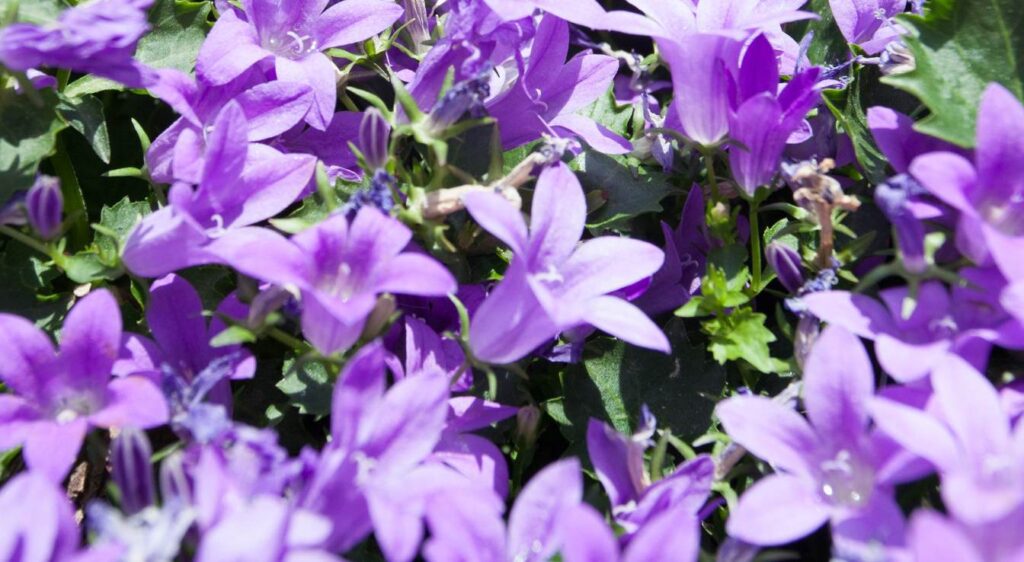 campanule get mee plantation