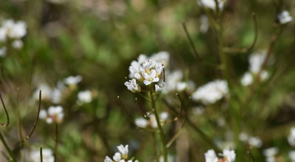 cardamine des bois