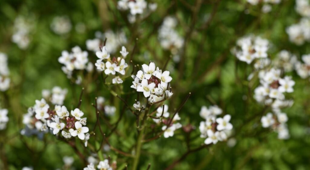 cardamine flexuosa