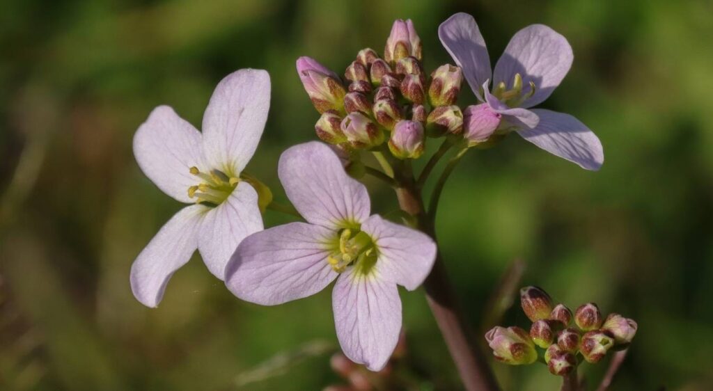 cardamine nemorosa