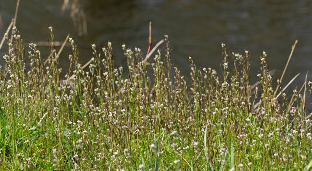cardamine hirsuta plante