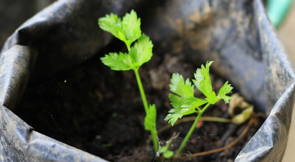quand planter du céleri branche en terre