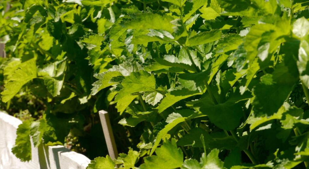 comment planter du céleri branche