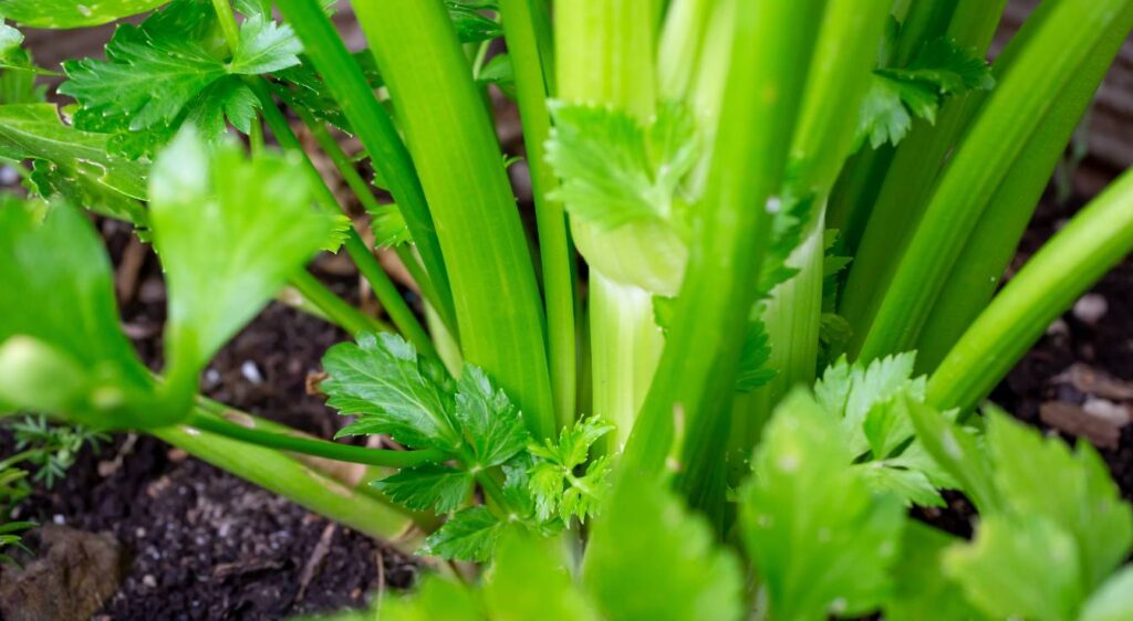céleri branche