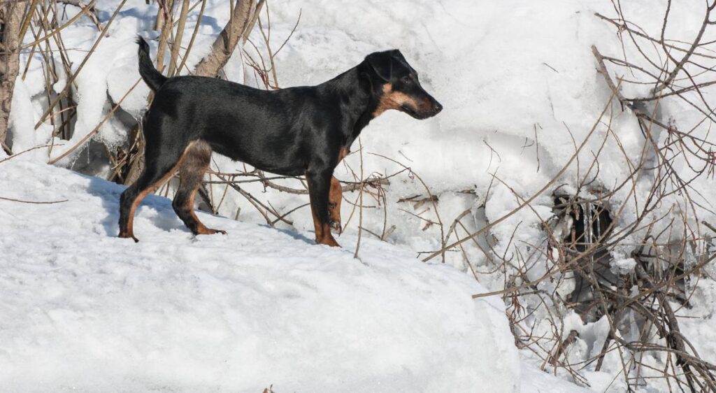 chien pour chasser le sanglier