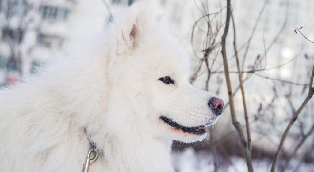 chien samoyède blanc
