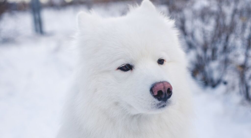 chien samoyède blanc
