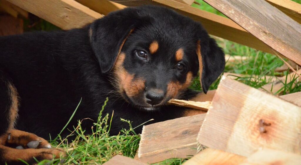 chiot beauceron