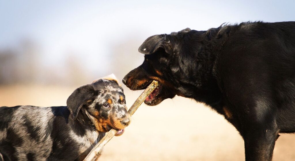 chiot beauceron
