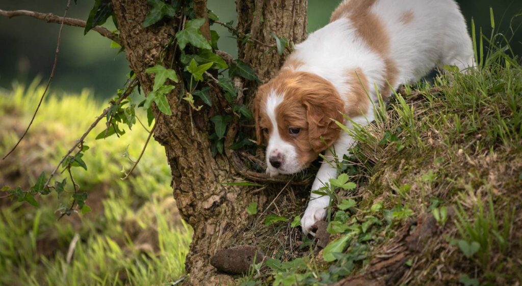 chiot épagneul breton