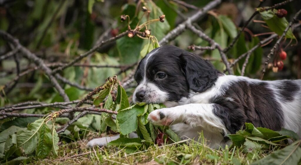 chiot épagneul breton