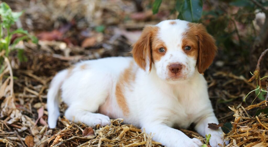 chiot épagneul breton