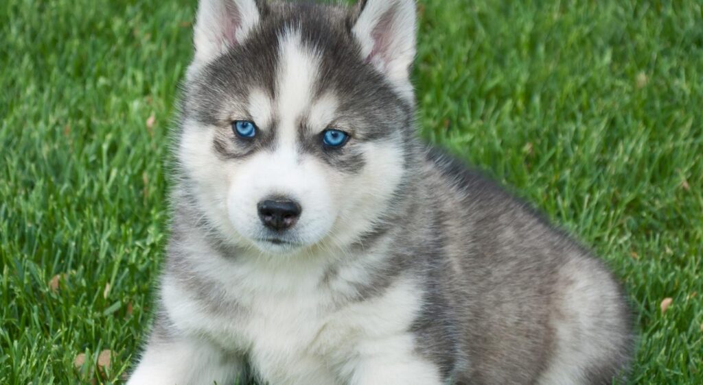 chiot husky