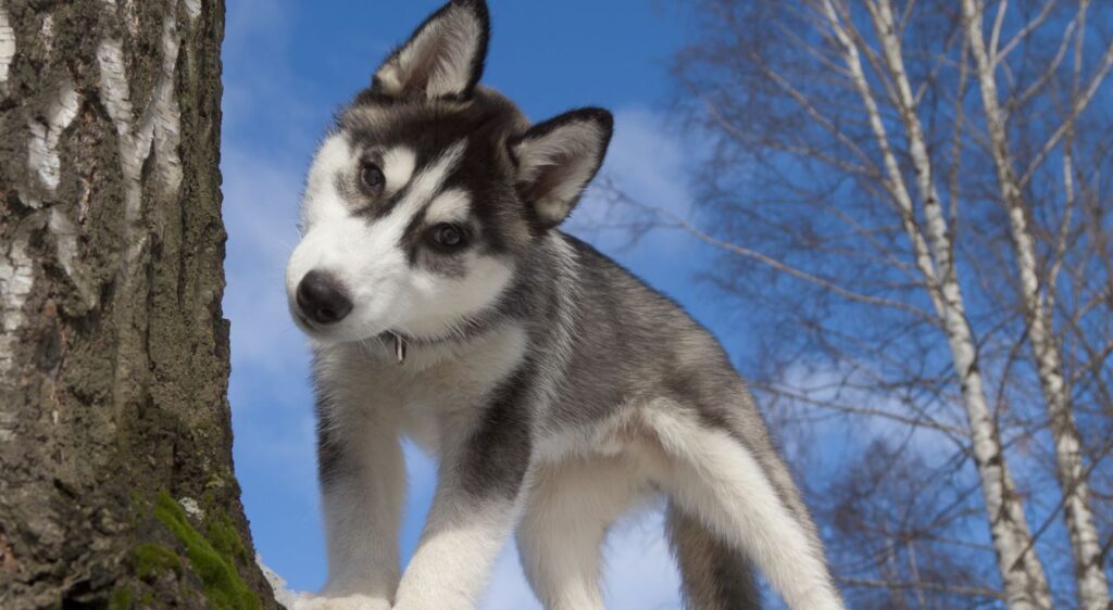 chiot husky