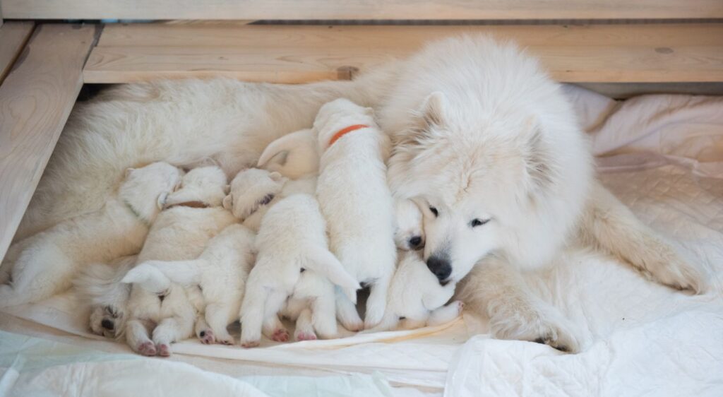 élevage chiot Samoyède