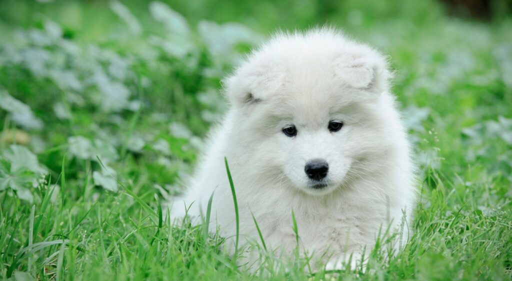 élevage chiot Samoyède
