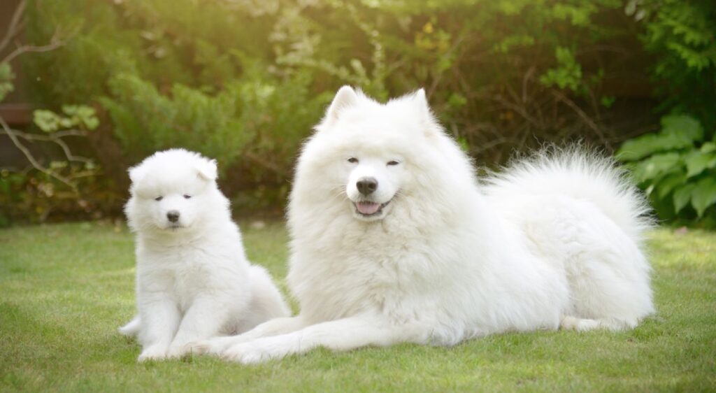 élevage chiot Samoyède