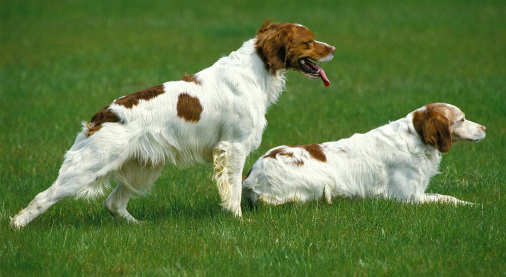 épagneul breton poil long
