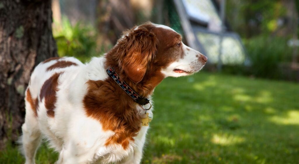 épagneul breton poil long