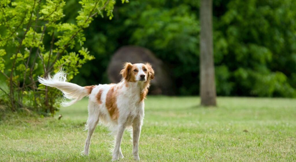 épagneul breton poil long