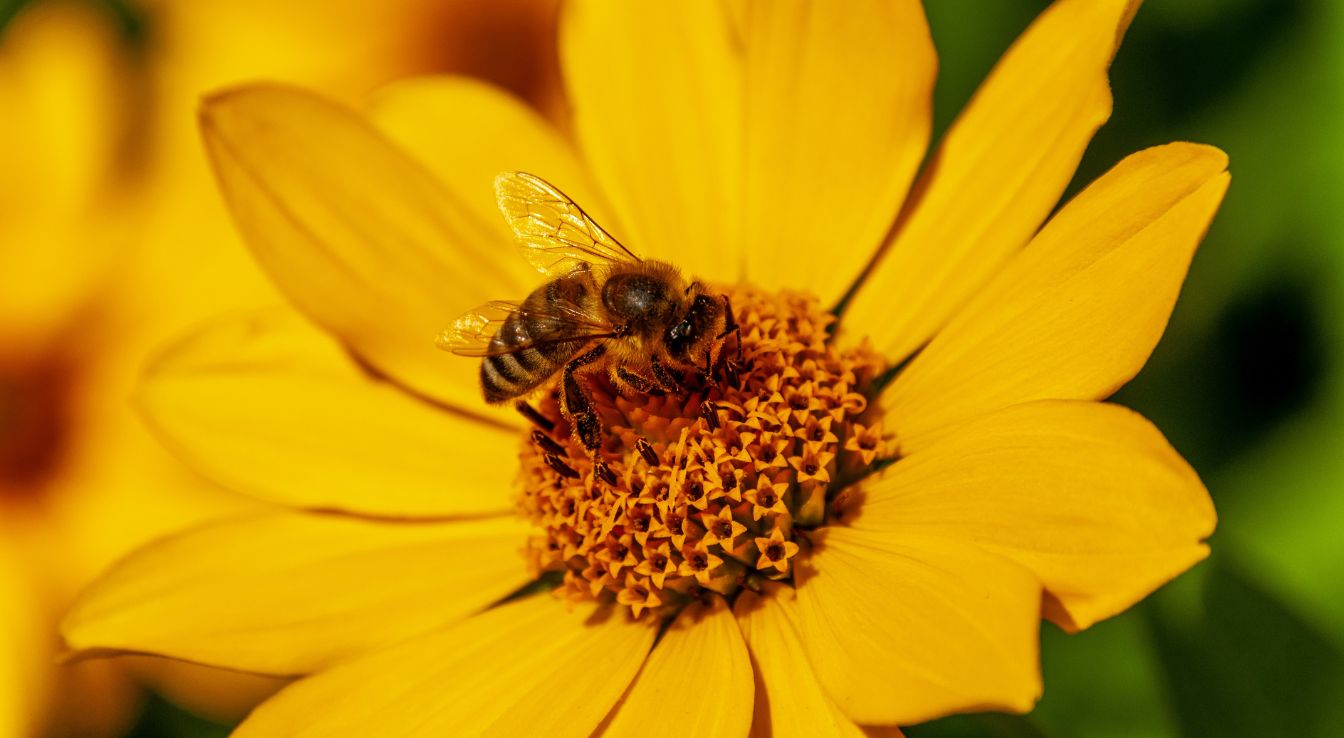 Faux Bourdon Tout Savoir Sur Cet Insecte Fascinant Et Utile — free download