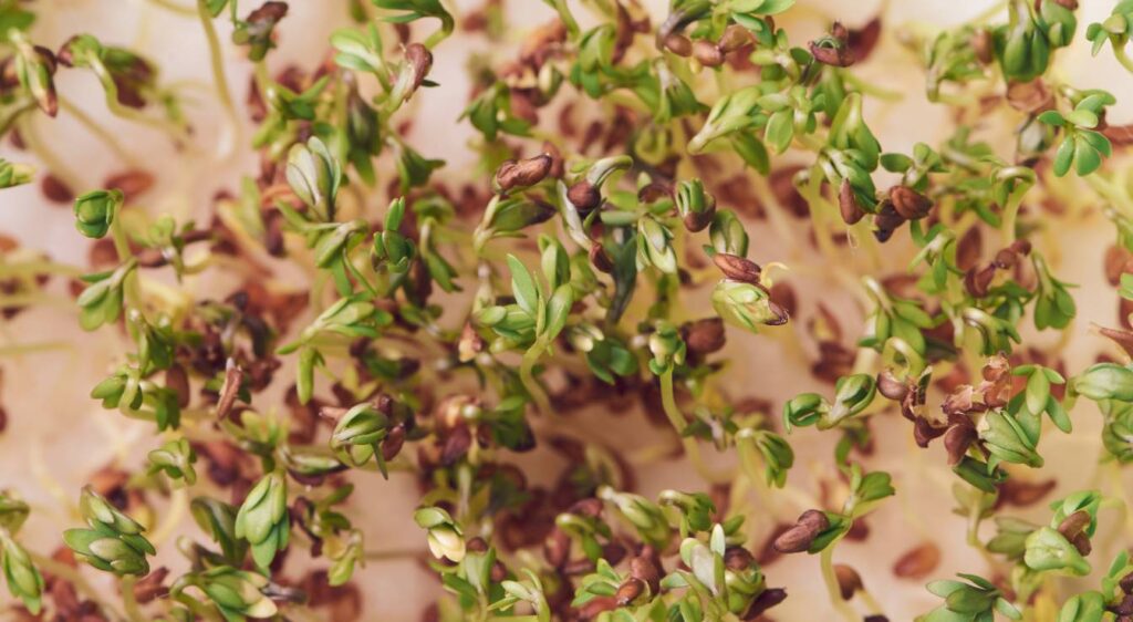 graines de cresson germées