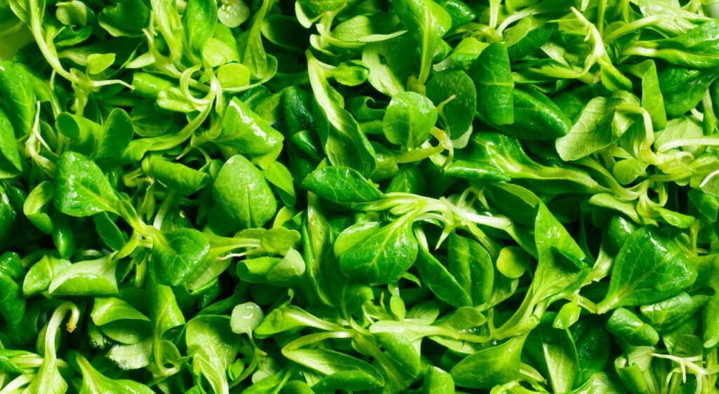 mâche salade
