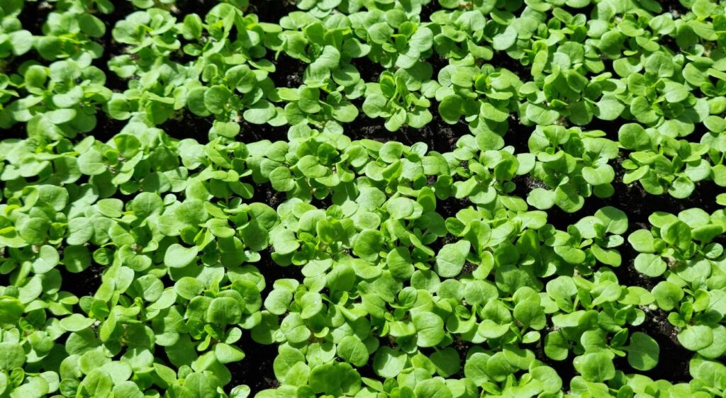 planter de la mâche