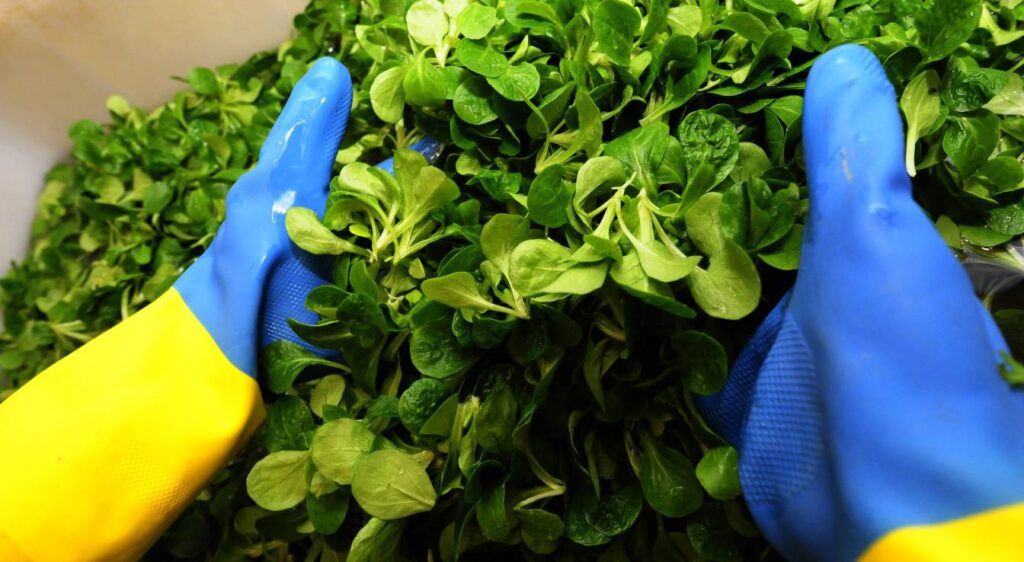 planter de la mâche