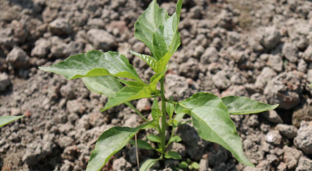 gingembre germé comment le planter
