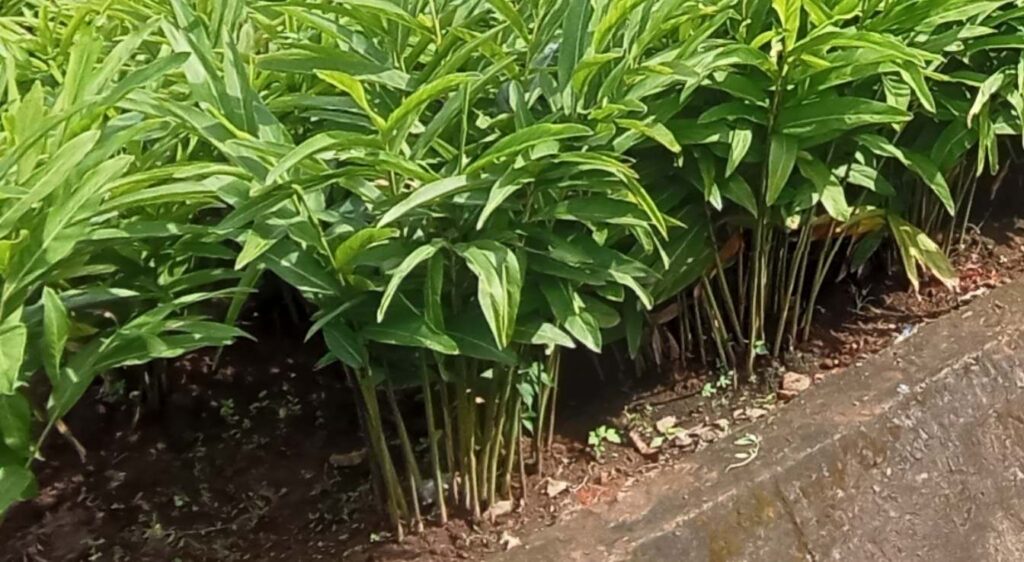 planter le gingembre