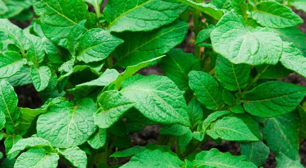 comment planter les pommes de terre