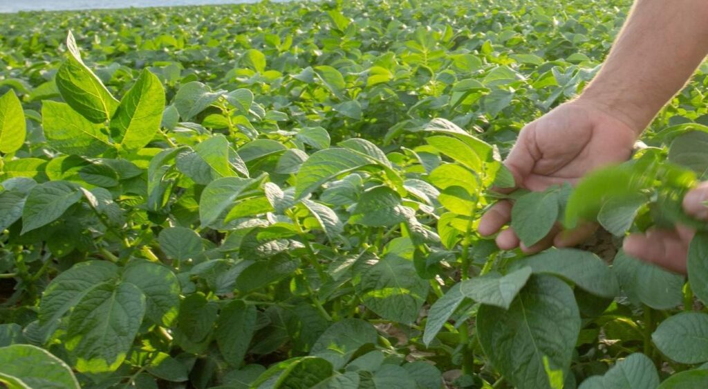 planter les pommes de terres