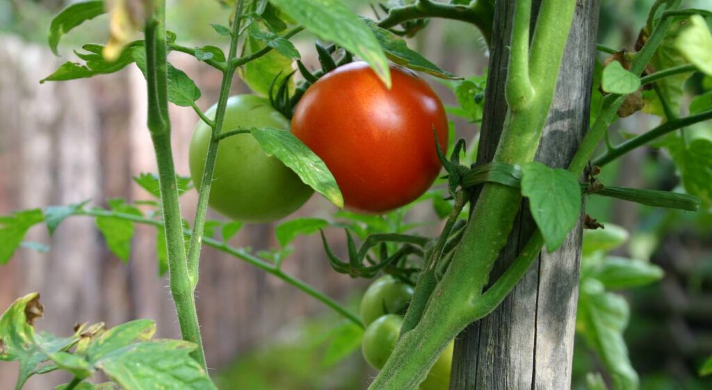 planter les tomates