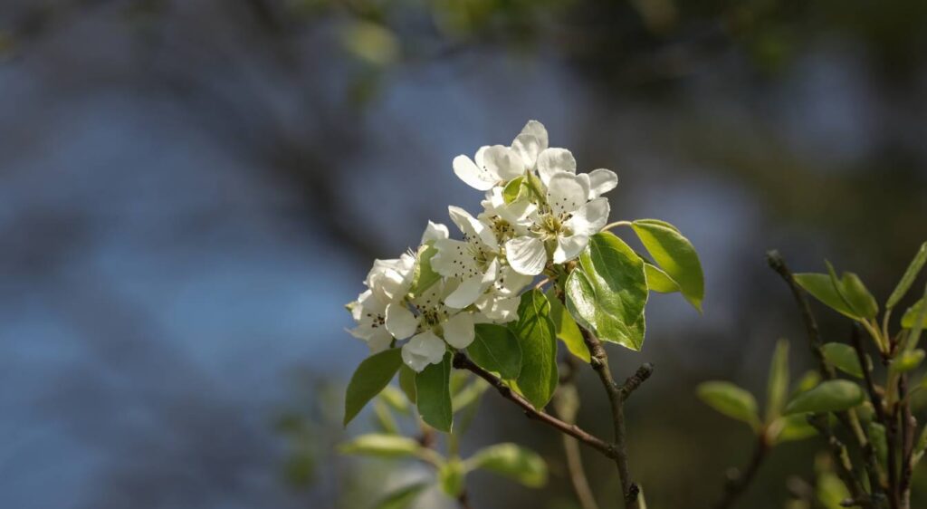poire curé fleur