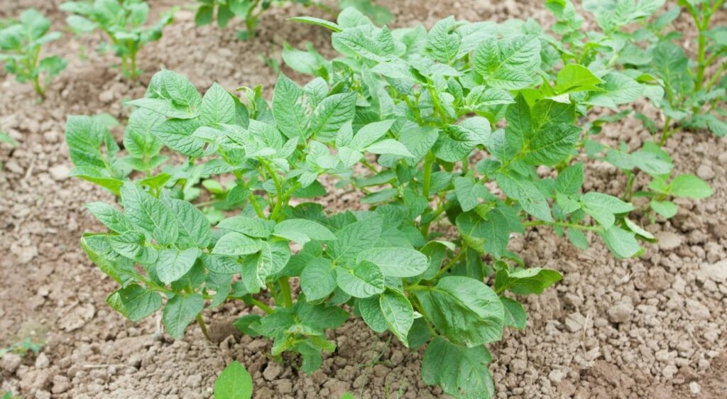 pomme de terre plante