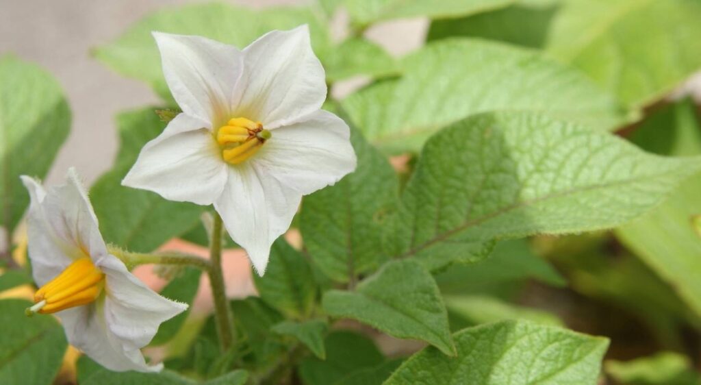 pomme de terre fleur