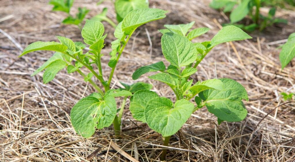 pomme de terre Agata