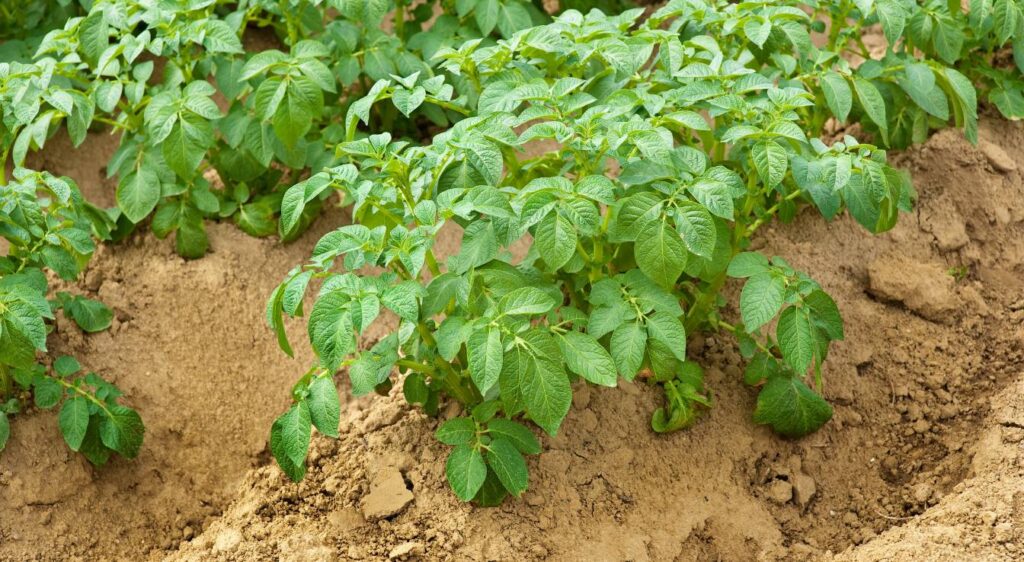 pomme de terre Bintje