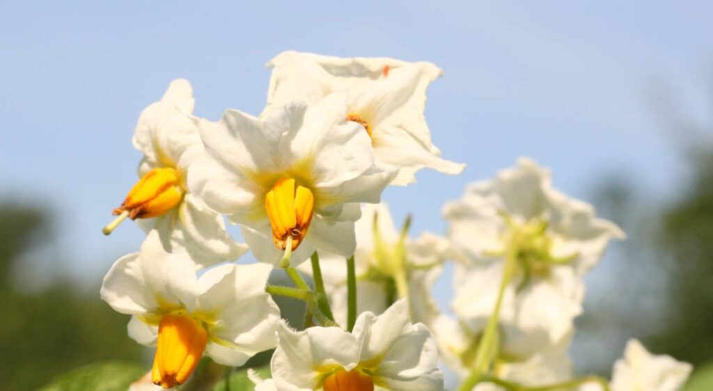 pomme de terre monalisa fleur